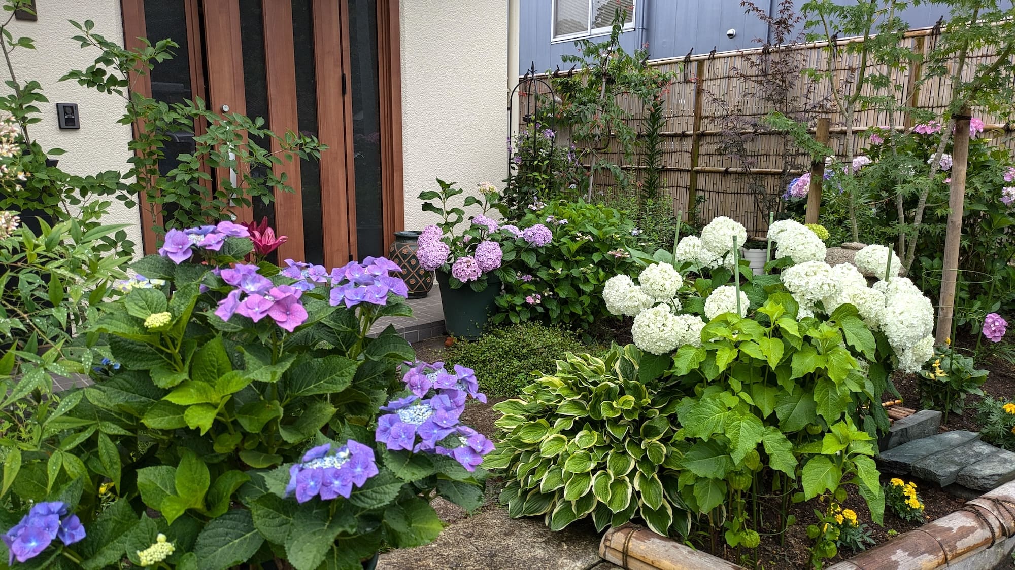 色々な種類の紫陽花