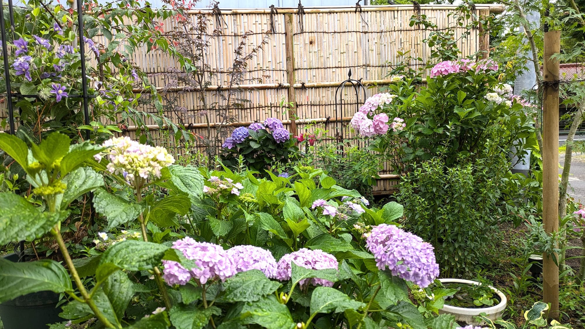 竹垣と紫陽花