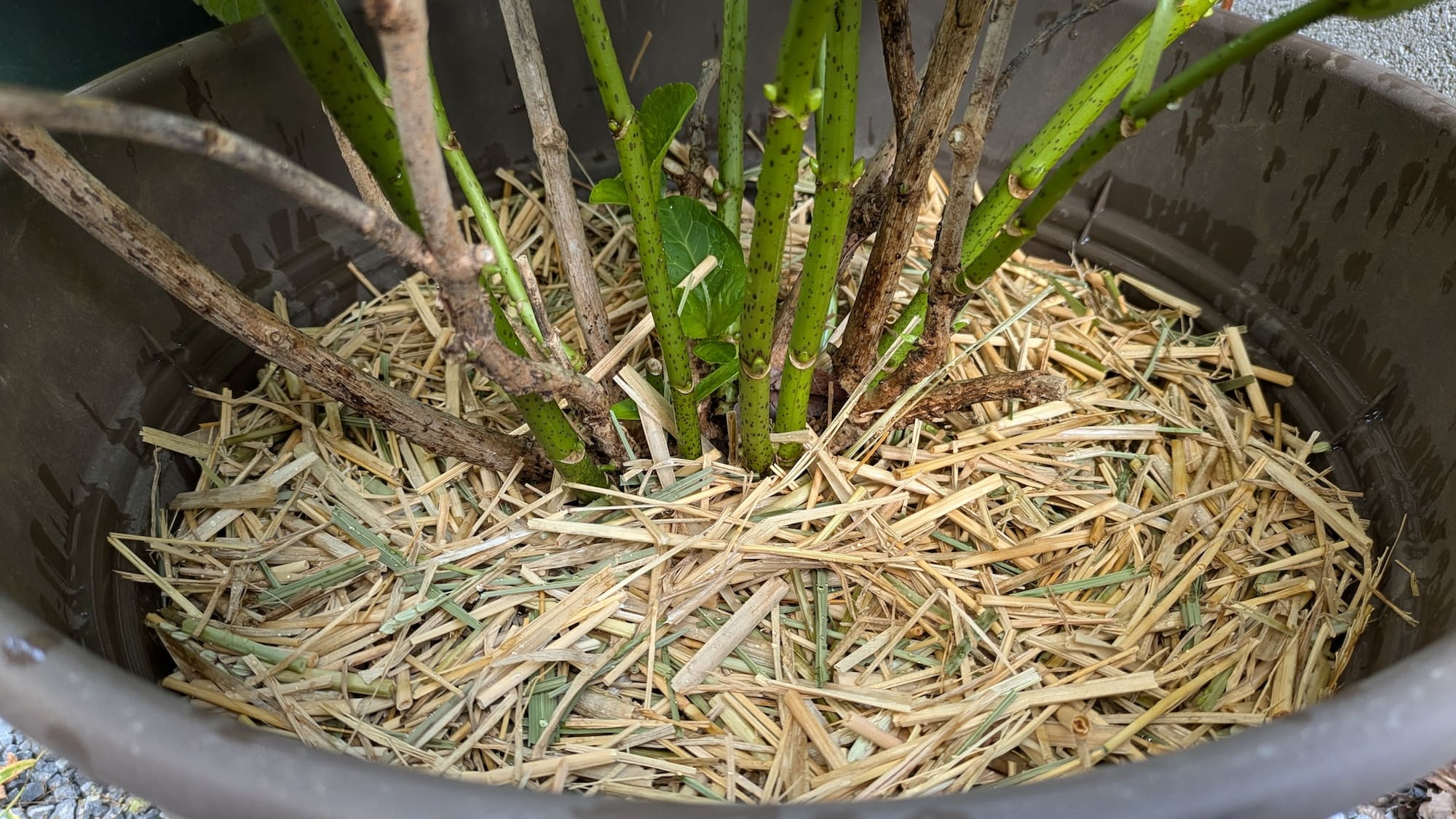 紫陽花の株元にカット藁